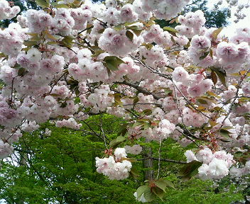 咲き出した桜